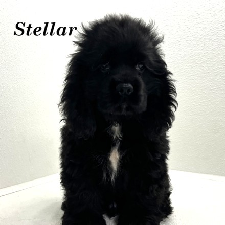puppy, for, sale, Cocker Spaniel, Joe & Cherri  Overlease, dog, breeder, Miller, MO, dog-breeder, puppy-for-sale, forsale, nearby, find, puppyfind, locator, puppylocator, aca